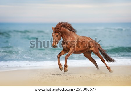 Beautiful red horse galloping in a phase jump developing mane on solar background refreshing sea.