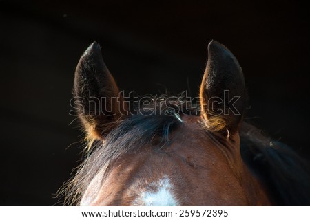 Ears brown horse close-up on a dark background