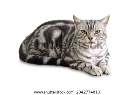 Similar – Image, Stock Photo Adorable American Shorthair cat standing on soft bed