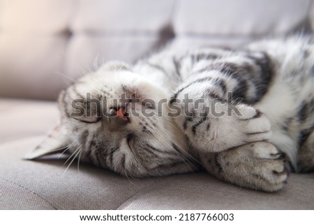 Similar – Image, Stock Photo Adorable American Shorthair cat standing on soft bed