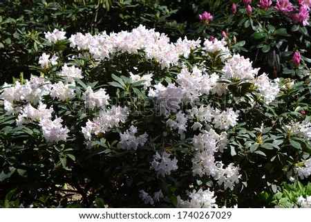 Rhododendron obtusum-enano Alpes Rose Japonesa Azalee Arabesk 15-20cm