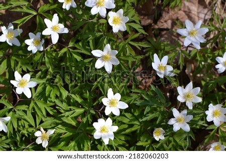 Flowering white wood anemone (Anemone nemorosa or Anemonoides nemorosa) Imagine de stoc © 