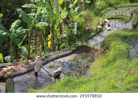 BALI, INDONESIA - JULY 7 2012: People working in a paddy field in the Island of Bali, Indonesia