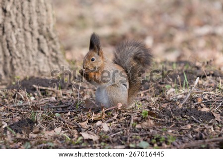 Furry red squirrel stands on paws and eats an acorn in the park.