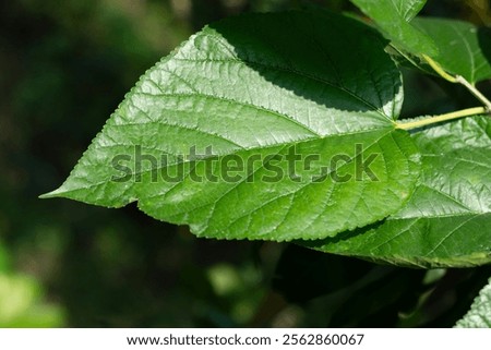 Similar – Image, Stock Photo Mint foot planted in old basin with label