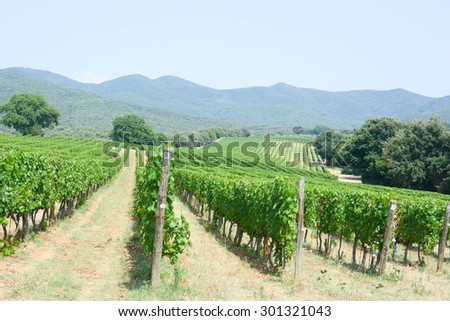italian vineyard of most famous wine in the world