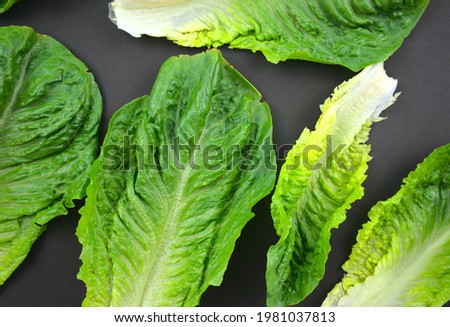 Fresh Romaine or cos lettuce, leafy green vegetable flat lay on black background. Top view, horizontal image style. Stock fotó © 