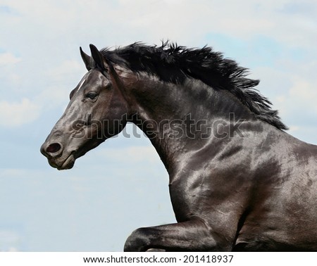 beautiful black stallion horse running in a corral: isolated
