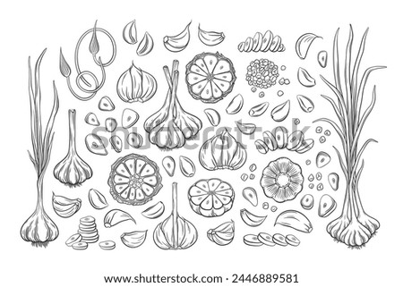 Vector outline garlic set. Hand drawn illustration of garlic bulbs, cloves, scapes, slices, chopped and whole garlic with leaves and stems. Collection of garlic design elements. 