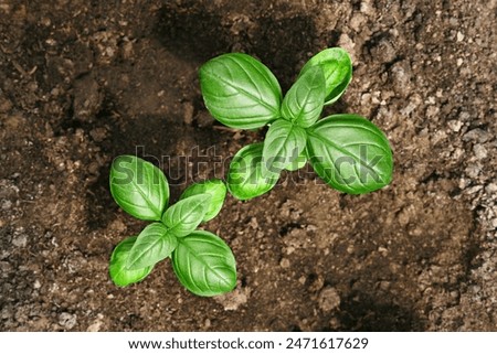 Similar – Image, Stock Photo Fresh basil plant in vintage kitchen with tiles sunlit with shadows