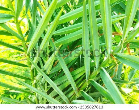 Image, Stock Photo Thorny tree in full bloom in early spring and easter backlighting