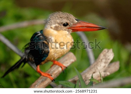 Similar – Image, Stock Photo Riverbank Kingfisher