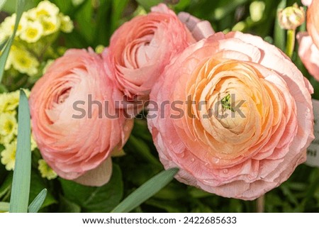 Similar – Image, Stock Photo Ranunculus flowers in a vase