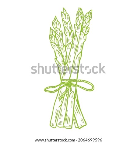 Bunch of fresh asparagus drawn sketch, vector illustration. Green organic wholesome grown food. Healthy lifestyle product. Engraving, vintage. Isolated object.