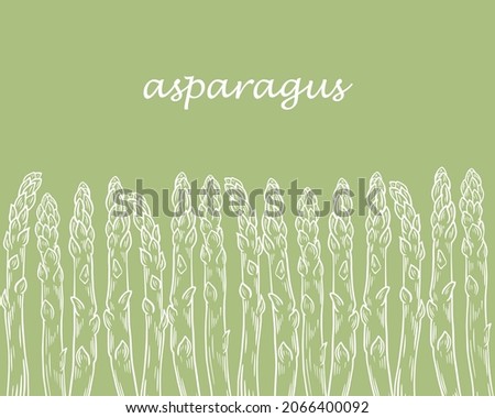 White asparagus pods on a green background template, vector illustration. Hand-engraved sketch of asparagus sprouts. Healthy organic food.