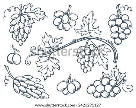 Berries grapes of different varieties hand engraving. Ink doodle sketch grape branches of round and elongated grapes. Vintage collection of wine material, isolated vector graphic