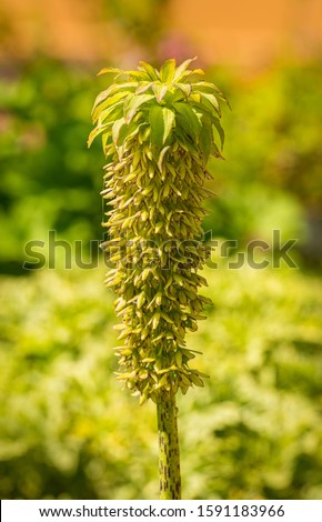 Similar – Image, Stock Photo Inflorescence of Eucomis bicolor, crested lily, bulbous flower from Natal and the Drakensberg Mountains