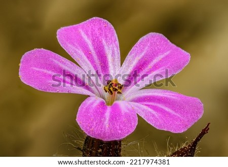 Similar – Image, Stock Photo Geranium robertianum macro with natural background Pink and white five-petal flower. Copy space with unfocused background.