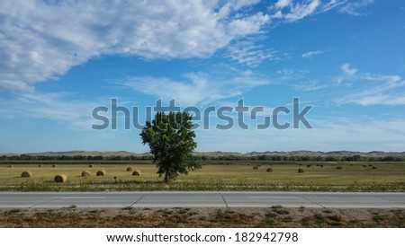 A tree stands alone along a field of collected hay.