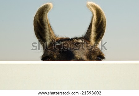 A llama peeking over a fence