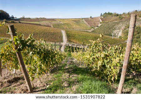 the hills and vineyards of the Curone valley near Monleale Zdjęcia stock © 
