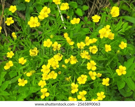 Similar – Image, Stock Photo Ranunculus, Asian buttercup ( Ranunculus asiaticus ), garden form (florist’s ranunculus)