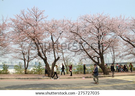 SEOUL,KOREA - APRIL 15 : Seoul cherry blossom festival in Korea.Tourists walking and take photos of the beautiful scenery around Seoul,Korea on April 15,2015.