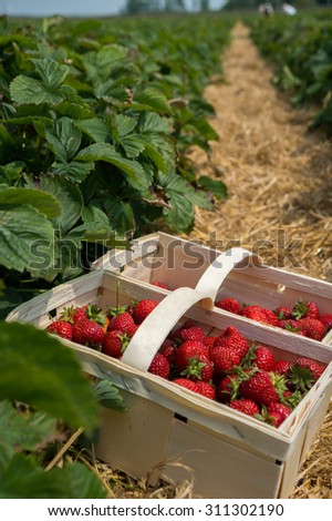 two wood basket full with fresh strawberry lay on long strawberry field