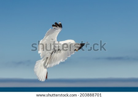 European Herring Gull (Larus argentatus) landing. Upper Normandy in Northern France.