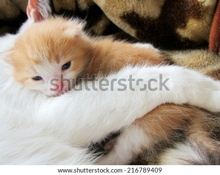 Cat hugging red kitten