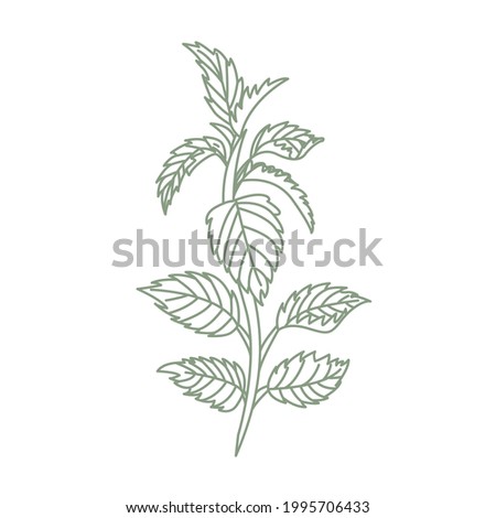 Vector illustration of nettle, hand-drawn. Medical herb.