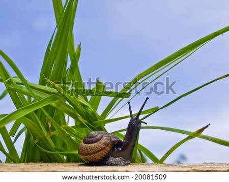 Snail searching something on shiny day