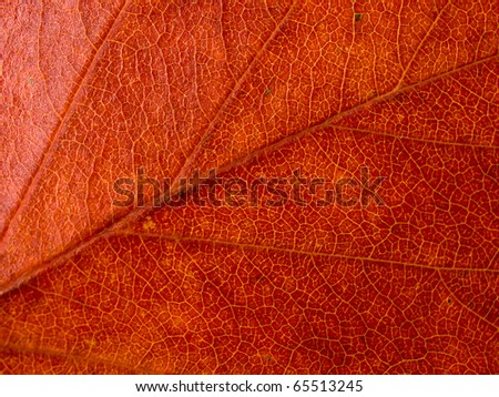Red autumn leave macro view