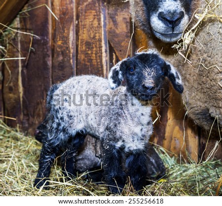 Cute little lamb with mother sheep  on the farm