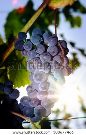 Wine grapes vineyard at sunset, autumn in France, natural concept