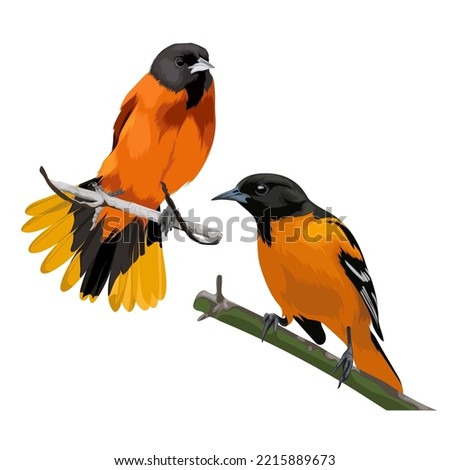 Two baltimore oriole bird vecor