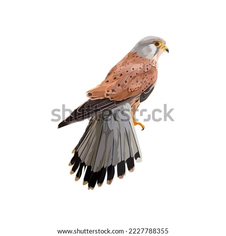 Common Kestrel bird vector illustration