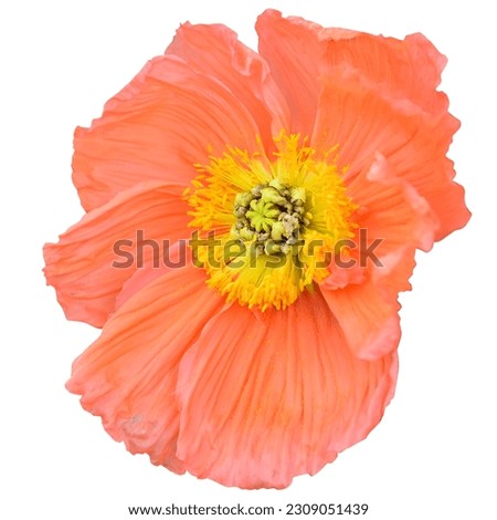 Similar – Image, Stock Photo Yellow flowers Iceland poppy in front of bright blue