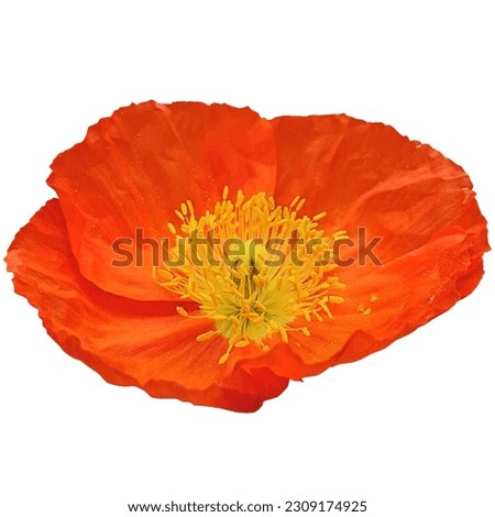 Similar – Image, Stock Photo Yellow flowers Iceland poppy in front of bright blue