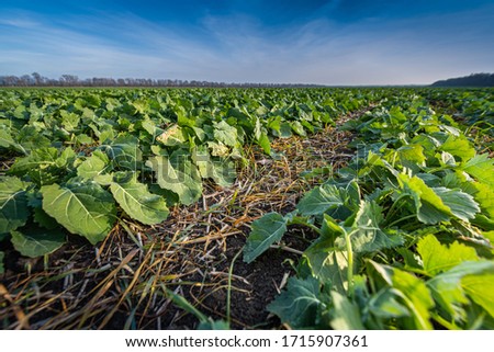 Similar – Image, Stock Photo Beautiful green field. Winter cereal and blue, cloudy autumn sky