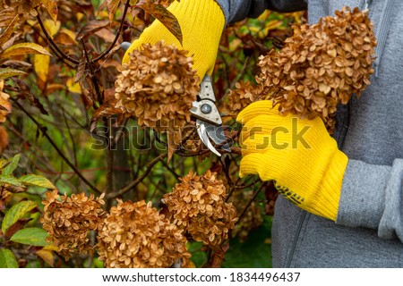 Similar – Foto Bild Wintersträucher Wald