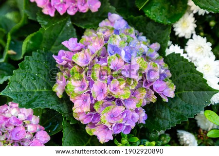 Similar – Image, Stock Photo flower magic Hydrangea