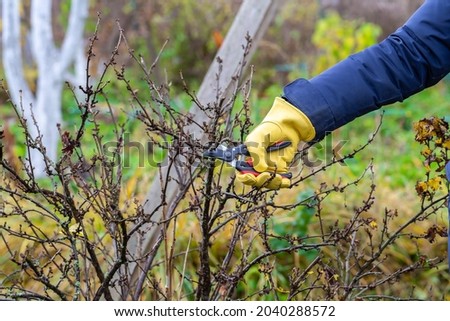 Similar – Image, Stock Photo Man is cutting wild oregano in the mountain