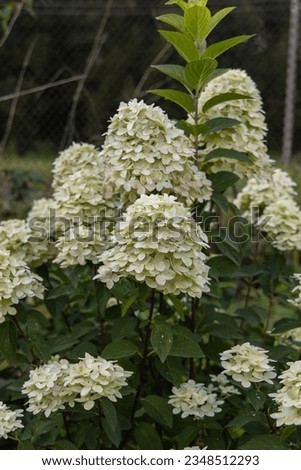 Similar – Image, Stock Photo flower magic Hydrangea