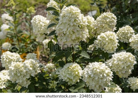 Similar – Image, Stock Photo flower magic Hydrangea