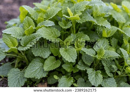 Image, Stock Photo Lemon balm in front of dot tablecloth