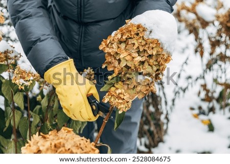 Similar – Image, Stock Photo faded hydrangeas winter