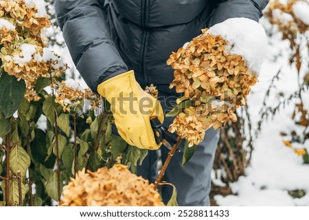 Similar – Image, Stock Photo faded hydrangeas winter