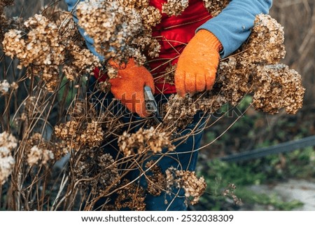 Similar – Image, Stock Photo faded hydrangeas winter