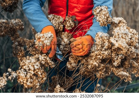 Image, Stock Photo faded hydrangeas winter